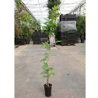 Wisteria floribunda \'Domino\' (Large Plant) - 1 x 2 litre potted wisteria plant