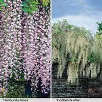 wisteria floribunda duo 2 x 7cm potted wisteria plants