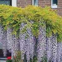 Wisteria sinensis (Patio Standard) (Large Plant) - 2 x 3 litre potted wisteria plants