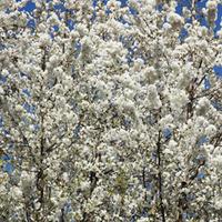 wild cherry hedging 25 bare root hedging plants