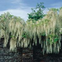 wisteria floribunda alba 1 x 7cm potted wisteria plant