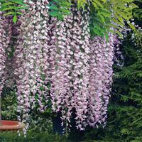 wisteria floribunda rosea 1 x 7cm potted wisteria plant