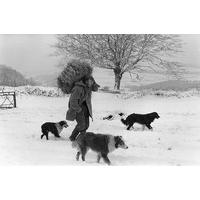 With Dogs in the Snow By James Ravilious