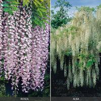Wisteria floribunda Collection - 2 wisteria plants in 7cm pots - 1 of each variety