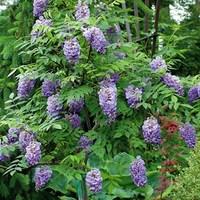 Wisteria Amethyst Falls 1 Plant 9cm Pot