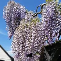 Wisteria sinensis \'Prolific\' - 1 wisteria plant in 7cm pot