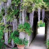 Wisteria Purple Falls only £14.99