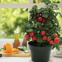 Windowsill Tomato Cherry Red 12 Large Plants