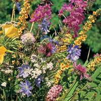 Wild Flower Mixture (Seeds) - 1 packet (1 gram)