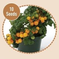 Windowsill Tomato Yellow 10 Seeds