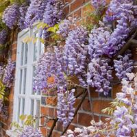 wisteria sinensis prolific large plant 2 wisteria plants in 2 litre po ...