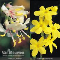 winter scented flower collection 4 plants in 9cm pots 2 of each variet ...