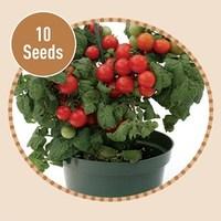 Windowsill Tomato Scarlet 10 Seeds