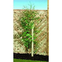 Wickes Timber Garden Tree Stake 50mm x 2.4m