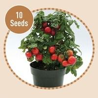 windowsill tomato cherry red 10 seeds