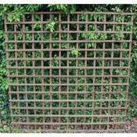Winchester 1ft Dipped Trellis Wi...