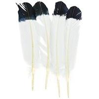 wing feathers large 12 4pkg tipped