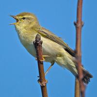 Willow Warbler