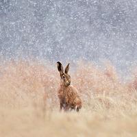Wildlife Trust Hare in Falling Snow
