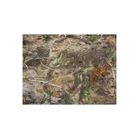 Wildlife Watching Leafcut Scrim Cover 3m x 1.4m (backed) Hardwood Green