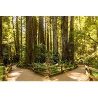 Woods and Wine: Half Day Sonoma Wine Tour plus Muir Woods National Monument