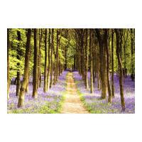 Woodland Path - Maxi Poster - 61 x 91.5cm