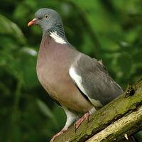 wood pigeon