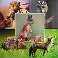 Woodland Trust - Pack of 5 Cards