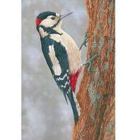 Woodpecker at Fotherdale - Pack of 5 Cards