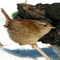 Wren