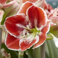 xxl jumbo amaryllis bulb two tone size 3234