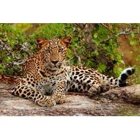 Yala National Park Adventure from Galle