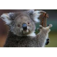 yarra valley wine and wildlife day trip from melbourne including heale ...
