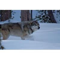 Yellowstone Winter Wolf Tour 4-Day, 3-Night