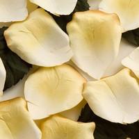 Yellow Ombre Rose Petals