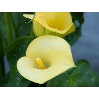 Yellow Calla