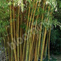 Yellow Bamboo (Phyllostachys) Plants 90-100cm tall - Pair