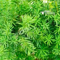 yew hedging plant taxus baccata 9cm pot 15 20cm tall