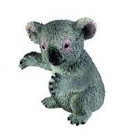 Young Koala