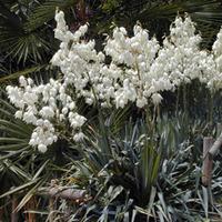 Yucca filamentosa (Large Plant) - 1 x 3.6 litre potted yucca plant