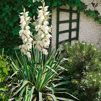 Yucca filamentosa \'Bright Edge\' - 1 yucca plant in 9cm pot