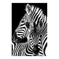 Zebra - Maxi Poster - 61 x 91.5cm
