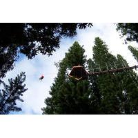 Zipline Treetop Tour