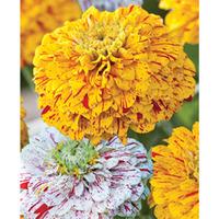 Zinnia elegans \'Pop Art Gold Red & White Mix\' - 1 packet (40 zinnia seed mix)