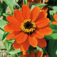 Zinnia x hybrida \'Profusion Orange\' (Garden Ready) - 30 zinnia garden ready plants