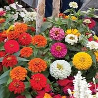 Zinnia Double Zest 24 Large Plants