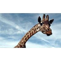 ZSL London Zoo, Family Trip: Family of 2-4 Hotel Stay With Zoo Entry - School Holiday Dates!